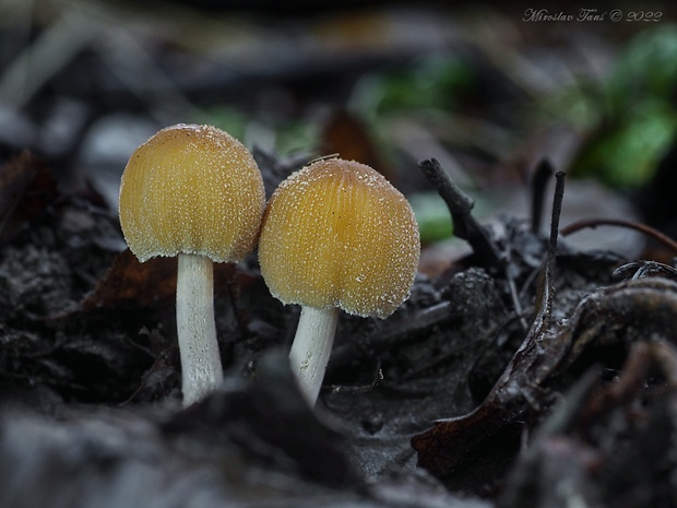 hnojník ligotavý Coprinellus micaceus (Bull.) Vilgalys, Hopple & Jacq. Johnson