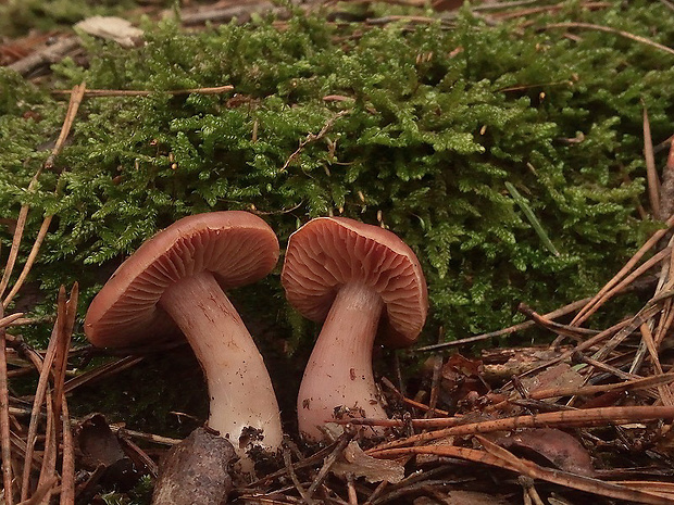 pavučinovec Cortinarius sp.