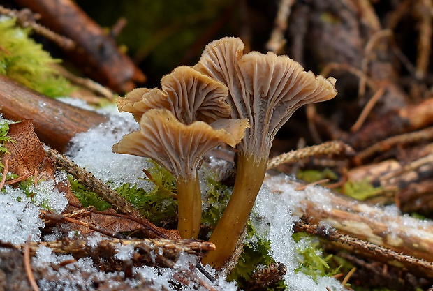 kuriatko lievikovité Craterellus tubaeformis (Fr.) Quél.