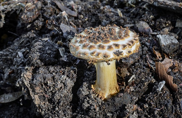 bedlička ostrošupinatá Echinoderma asperum (Pers.) Bon