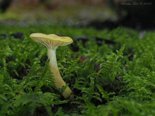 šťavnačka smrekovcová Hygrophorus lucorum Kalchbr.