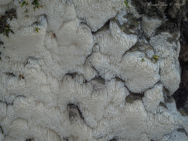 ostropórovec rozliaty Oxyporus obducens (Pers.) Donk