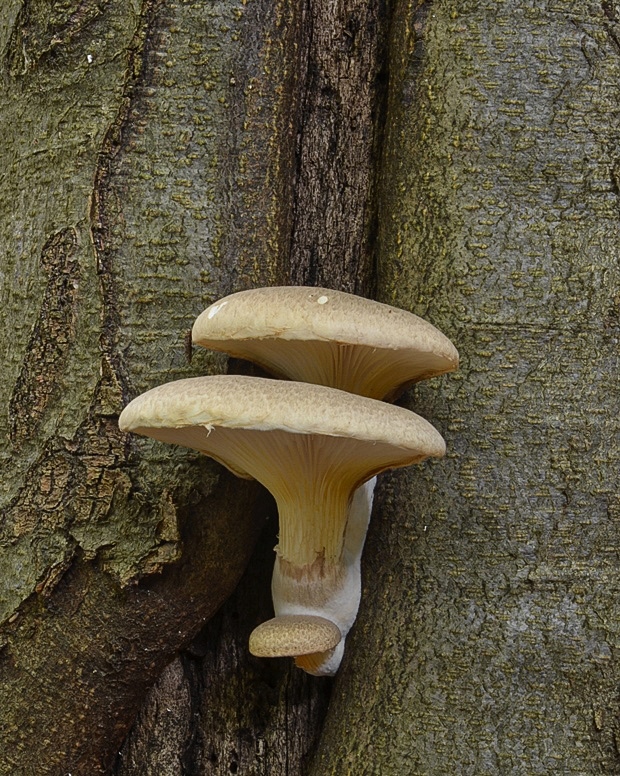 hliva dubová Pleurotus dryinus (Pers.) P. Kumm.