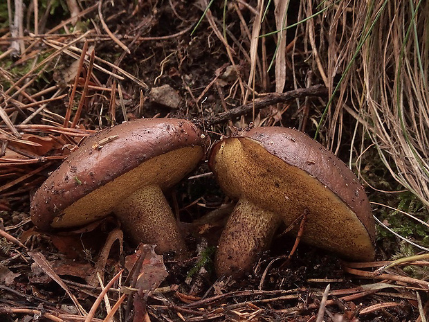 masliak obyčajný Suillus luteus (L.) Roussel