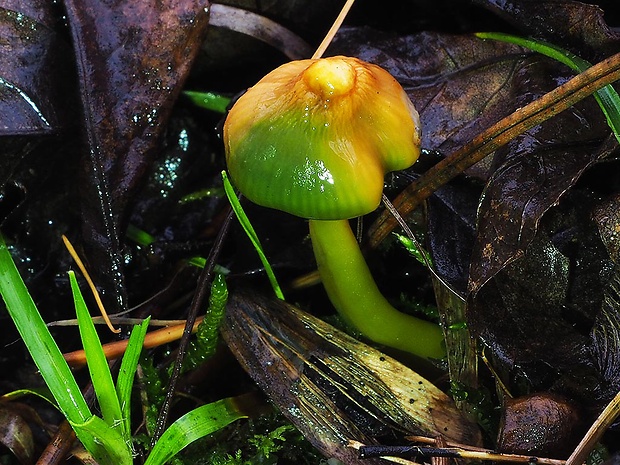 lúčnica žltozelená Gliophorus psittacinus (Schaeff.) Herink