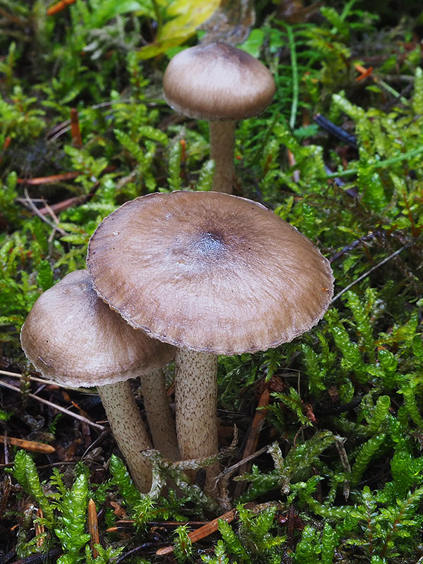 šťavnačka bodkovaná Hygrophorus pustulatus (Pers.) Fr.