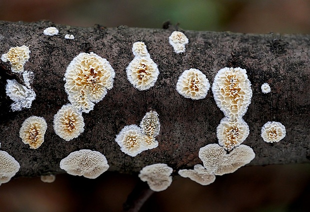 voskovček drsný Xylodon radula (Fr.) Nobles