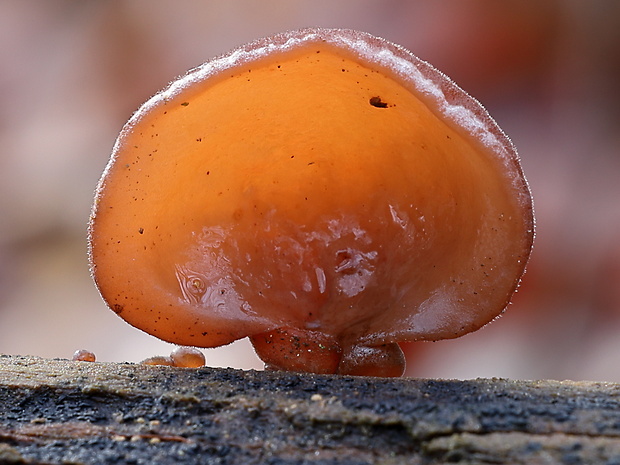 uchovec bazový Auricularia auricula-judae (Bull.) Quél.