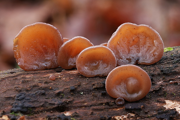 uchovec bazový Auricularia auricula-judae (Bull.) Quél.