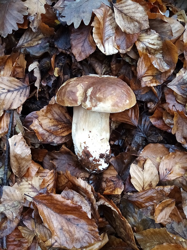 hríb smrekový Boletus edulis Bull.