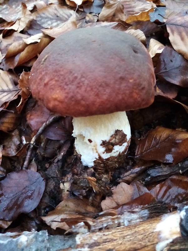 hríb sosnový Boletus pinophilus Pil. et Dermek in Pil.