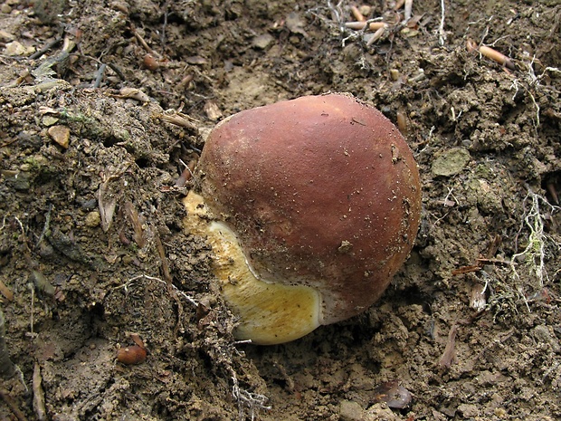 hríb sosnový Boletus pinophilus Pil. et Dermek in Pil.