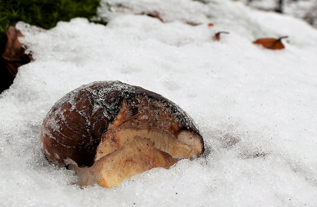 hríb sosnový Boletus pinophilus Pil. et Dermek in Pil.