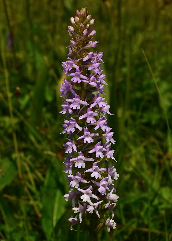 päťprstnica obyčajná Gymnadenia conopsea (L.) R. Br.