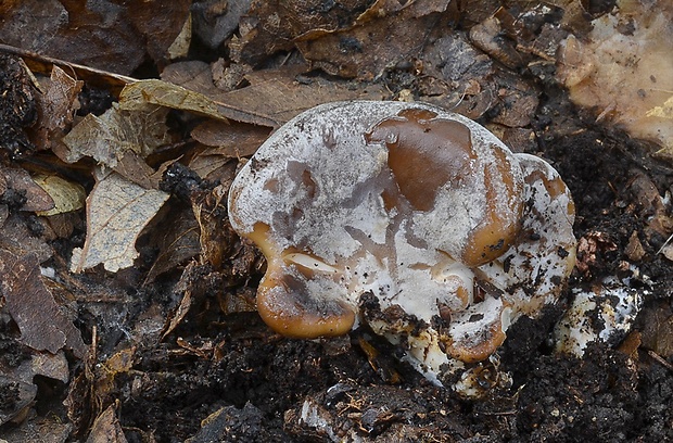 lastúrka lopatkovitá Hohenbuehelia petaloides (Bull.) Schulzer