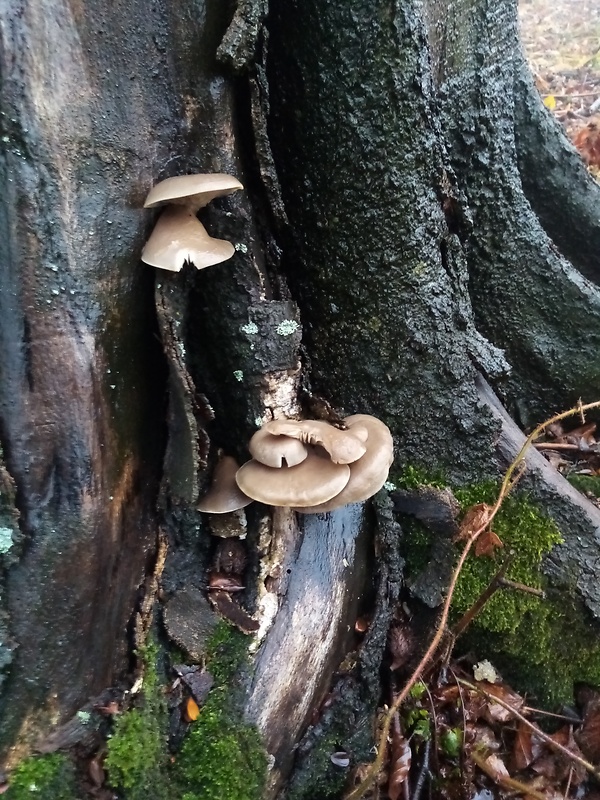 hliva ustricovitá Pleurotus ostreatus (Jacq.) P. Kumm.