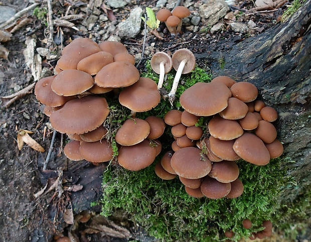 drobuľka vodomilná Psathyrella piluliformis (Bull.) P.D. Orton