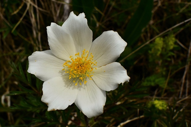 poniklec biely Pulsatilla scherfelii (Ullepitsch) Skalický