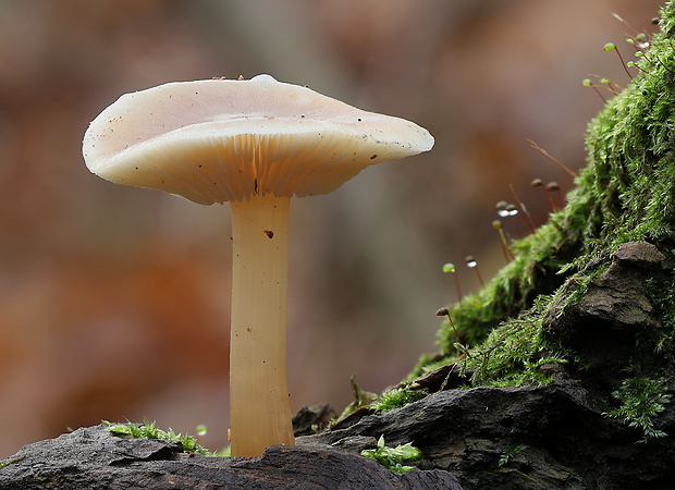 peniazovka maslová ? Rhodocollybia butyracea ? (Bull.) Lennox