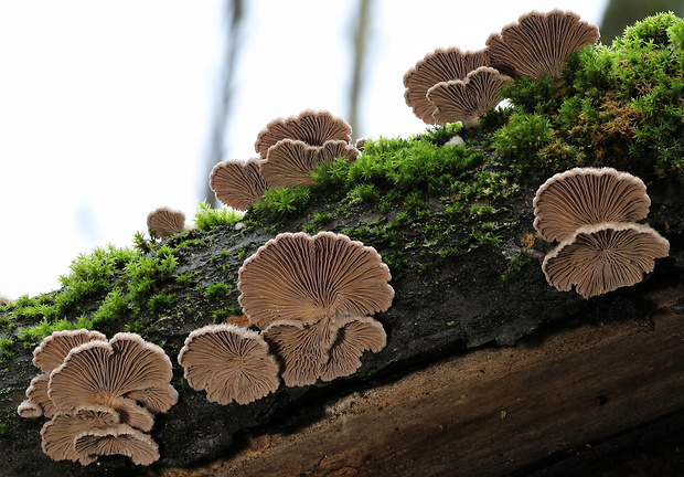 klanolupeňovka obyčajná Schizophyllum commune Fr.