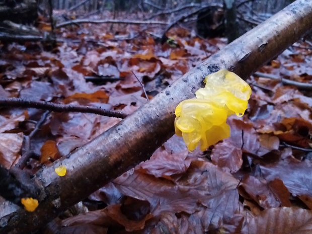 rôsolovka Tremella moriformis Sm. & Sowerby