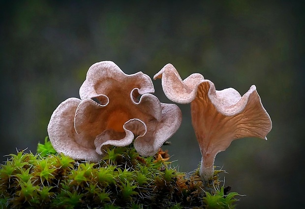 rebrovička lopatkovitá Arrhenia spathulata (Fr.) Redhead