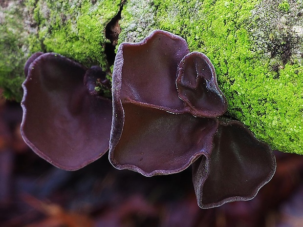 uchovec bazový Auricularia auricula-judae (Bull.) Quél.