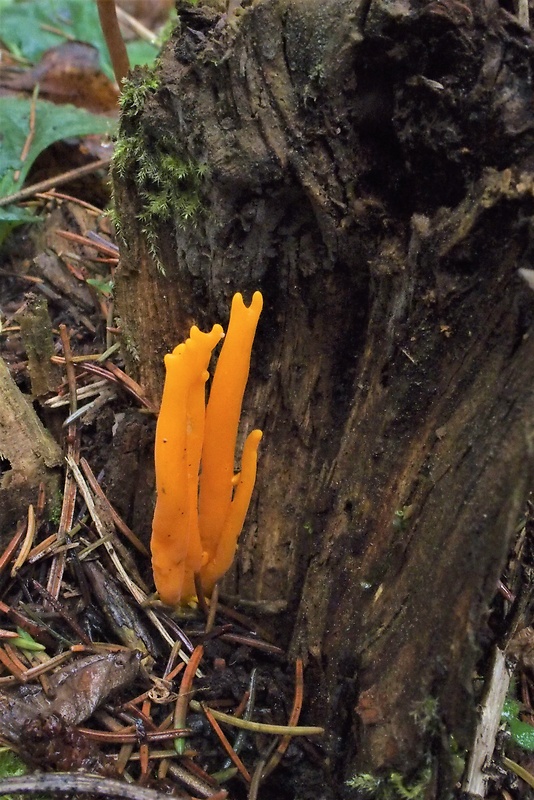 parôžkovec lepkavý Calocera viscosa (Pers.) Fr.