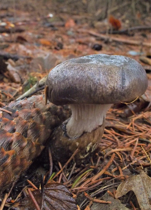 sliziak lepkavý Chroogomphus rutilus (Schaeff.) O.K. Mill.