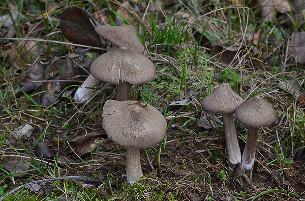 hodvábnica porfýrová Entoloma porphyrophaeum (Fr.) P. Karst.