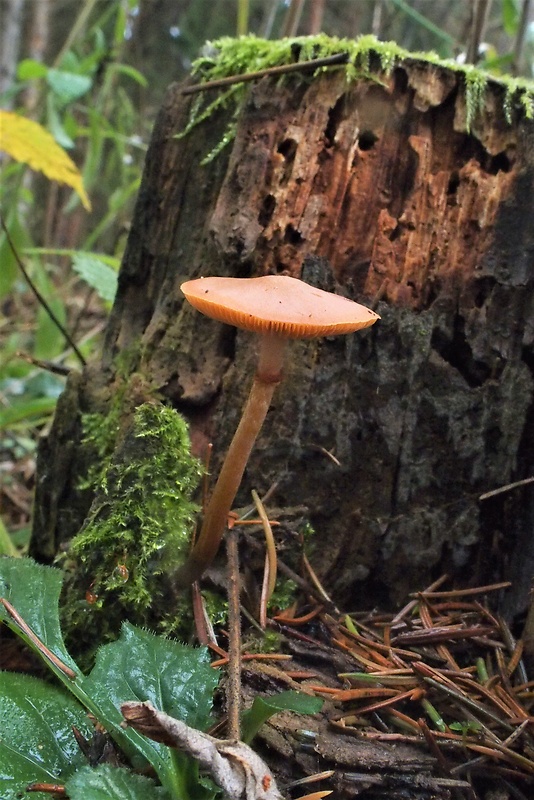 kapucňovka okrovohnedastá Galerina marginata (Batsch) Kühner