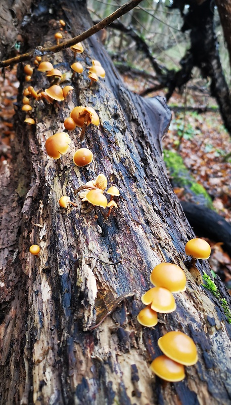 kapucňovka okrovohnedastá Galerina marginata (Batsch) Kühner