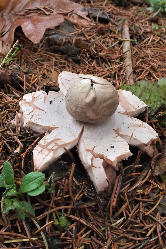 hviezdovka červenkastá Geastrum rufescens Pers.