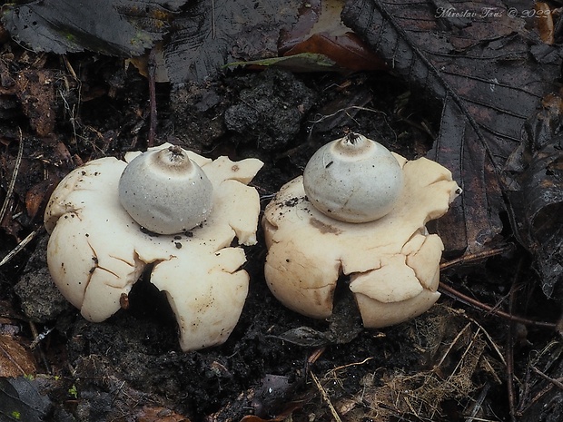 hviezdovka trojitá Geastrum triplex Jungh.