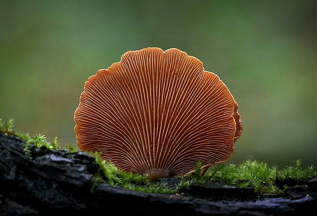 pňovka obyčajná Panellus stipticus (Bull.) P. Karst.