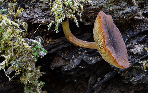 štítovka Pluteus sp.