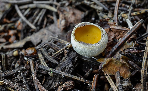 ušnička koreňujúca Sowerbyella radiculata (Sowerby) Nannf.