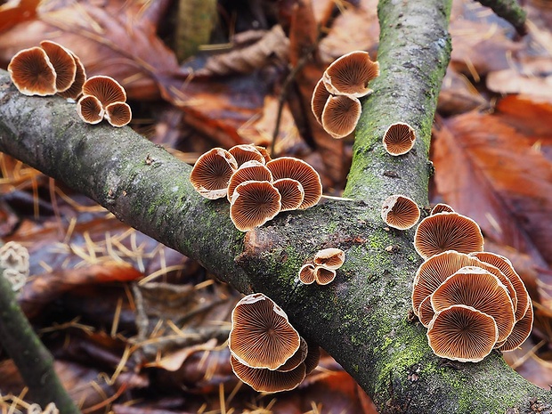 pňovka Tectella patellaris (Fr.) Murrill