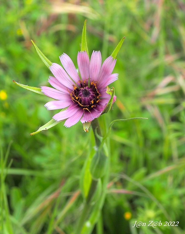 kozobrada Tragopogon crocifolius subsp. nebrodensis (Guss.) Raimondo