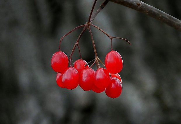 kalina obyčajná Viburnum opulus L.