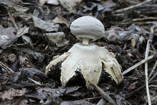 hviezdovka Geastrum britannicum J.C. Zamora