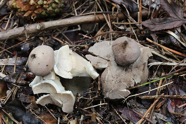 hviezdovka klenbová Geastrum fornicatum (Huds.) Hook.