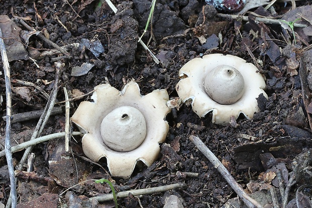 hviezdovka mechovitá Geastrum saccatum Fr.