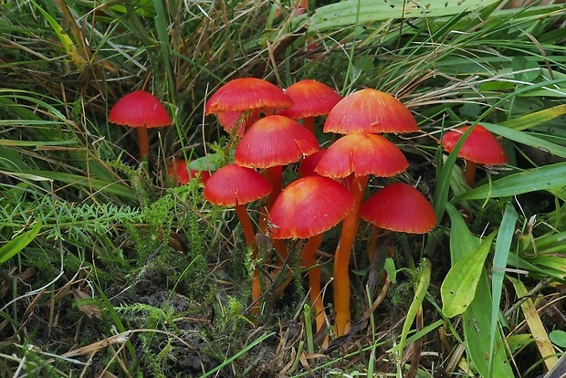 lúčnica šarlátová Hygrocybe coccinea (Schaeff.) P. Kumm.