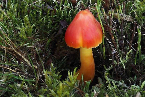 lúčnica nádherná Hygrocybe splendidissima (P.D. Orton) M.M. Moser