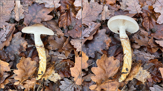 šťavnačka Persoonova Hygrophorus persoonii Arnolds