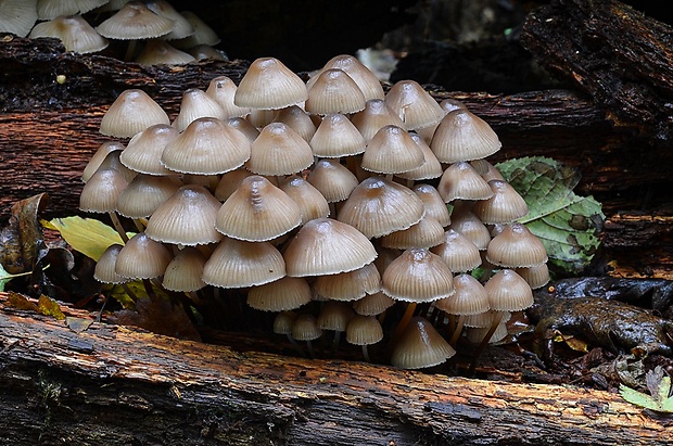 prilbička naklonená Mycena inclinata (Fr.) Quél.