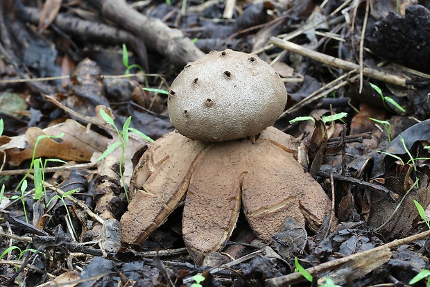 mnohokrčka dierkovaná Myriostoma coliforme (Dicks.) Corda