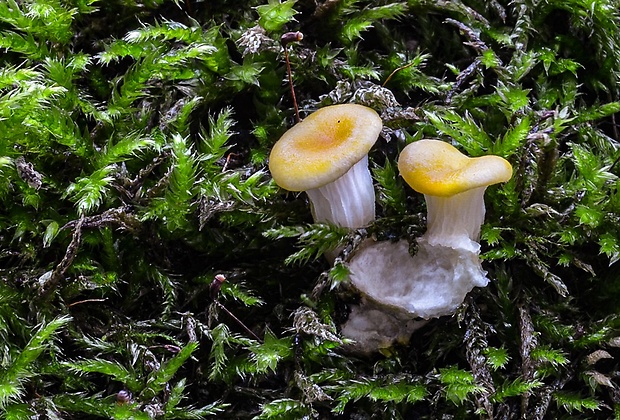 hliva lievikovitá citrónová Pleurotus citrinopileatus (Singer) Ohira