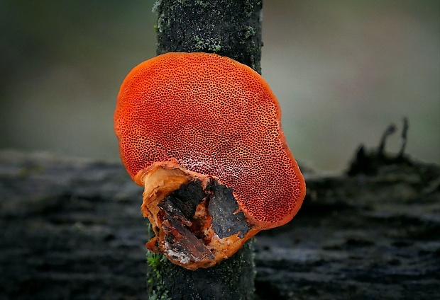 červenica rumelková Pycnoporus cinnabarinus (Jacq.) P. Karst.